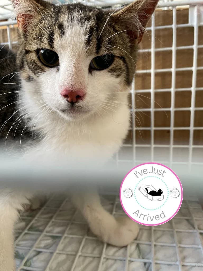 Cornell, male young Mixed Breed Cat for adoption at Care4Cats Rescue — Teesside & North Yorkshire