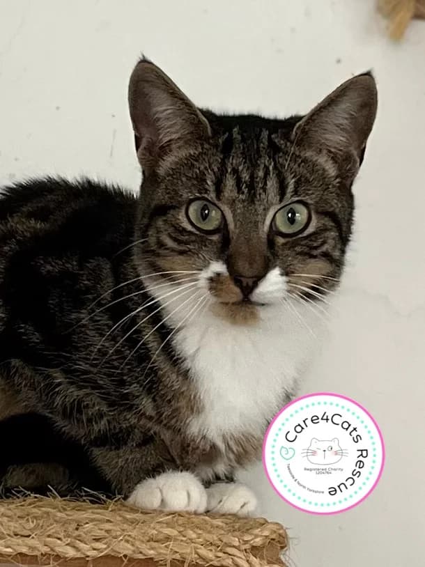 Frankie, male young Mixed Breed Cat for adoption at Care4Cats Rescue — Teesside & North Yorkshire
