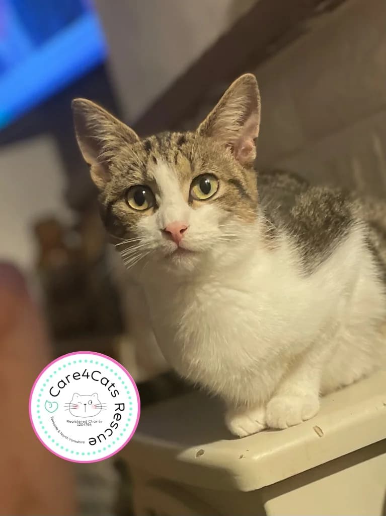 Dean (white nose), male young Mixed Breed Cat for adoption at Care4Cats Rescue — Teesside & North Yorkshire
