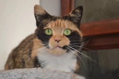 Mabel, female senior Mixed Breed for adoption at Caring for Animals 2001