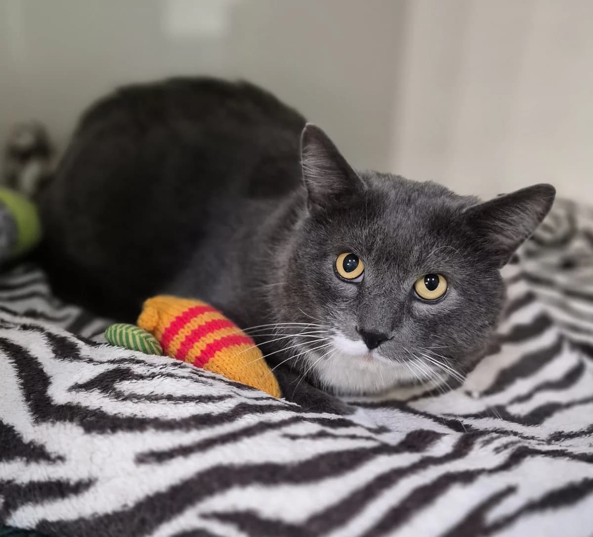 Guy, male Mixed Breed for adoption at Caring for Cats (Yorkshire and Humber)