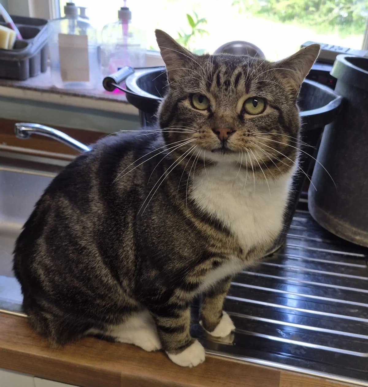 Sid, male 7yo Mixed Breed for adoption at Caring for Cats (Yorkshire and Humber)