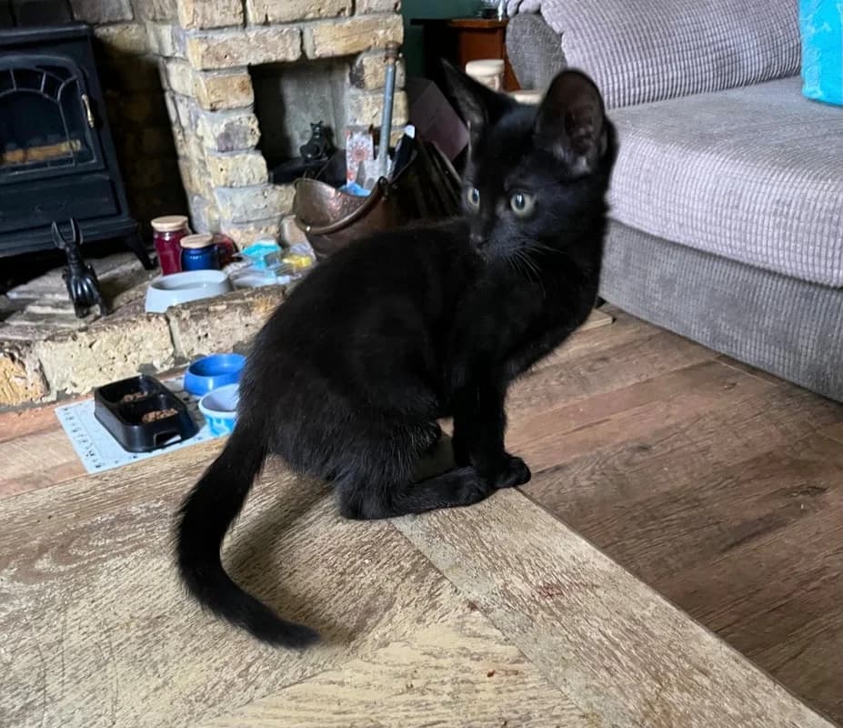 Cedric and Hector, puppy Mixed Breed for adoption at Cat Squad South East