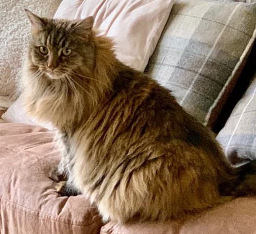 Clementine, 4yo mixed breed for adoption at Cat Welfare Sussex