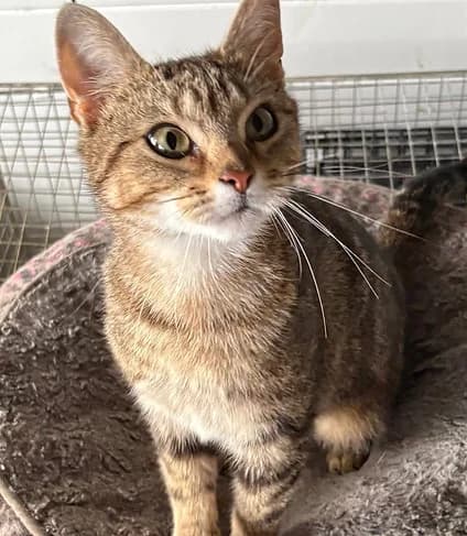 Adora, female 3yo Mixed Breed for adoption at Catconcern