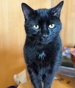 Jasper, Mixed Breed for adoption at Catconcern