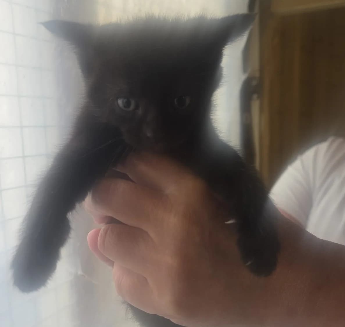Little, female young Mixed Breed for adoption at Catconcern