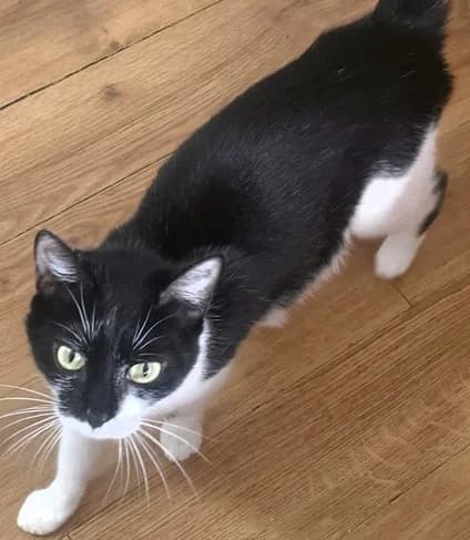 Molly, Mixed Breed for adoption at Catconcern
