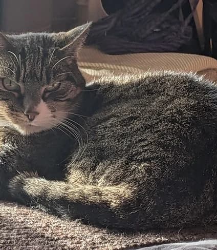 Muffin, female senior Mixed Breed for adoption at Catconcern