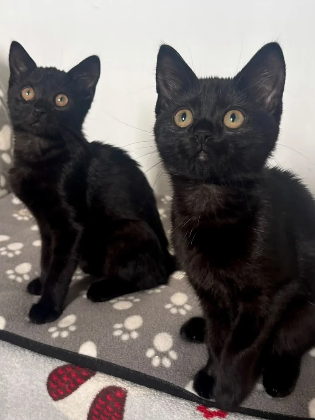 Pair, male puppy Mixed Breed for adoption at Catconcern