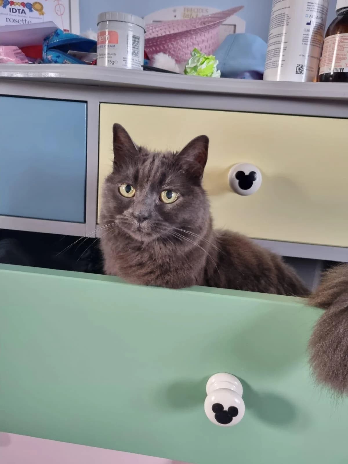 Charlotte, female senior Mixed Breed for adoption at Catitude Cat Rescue