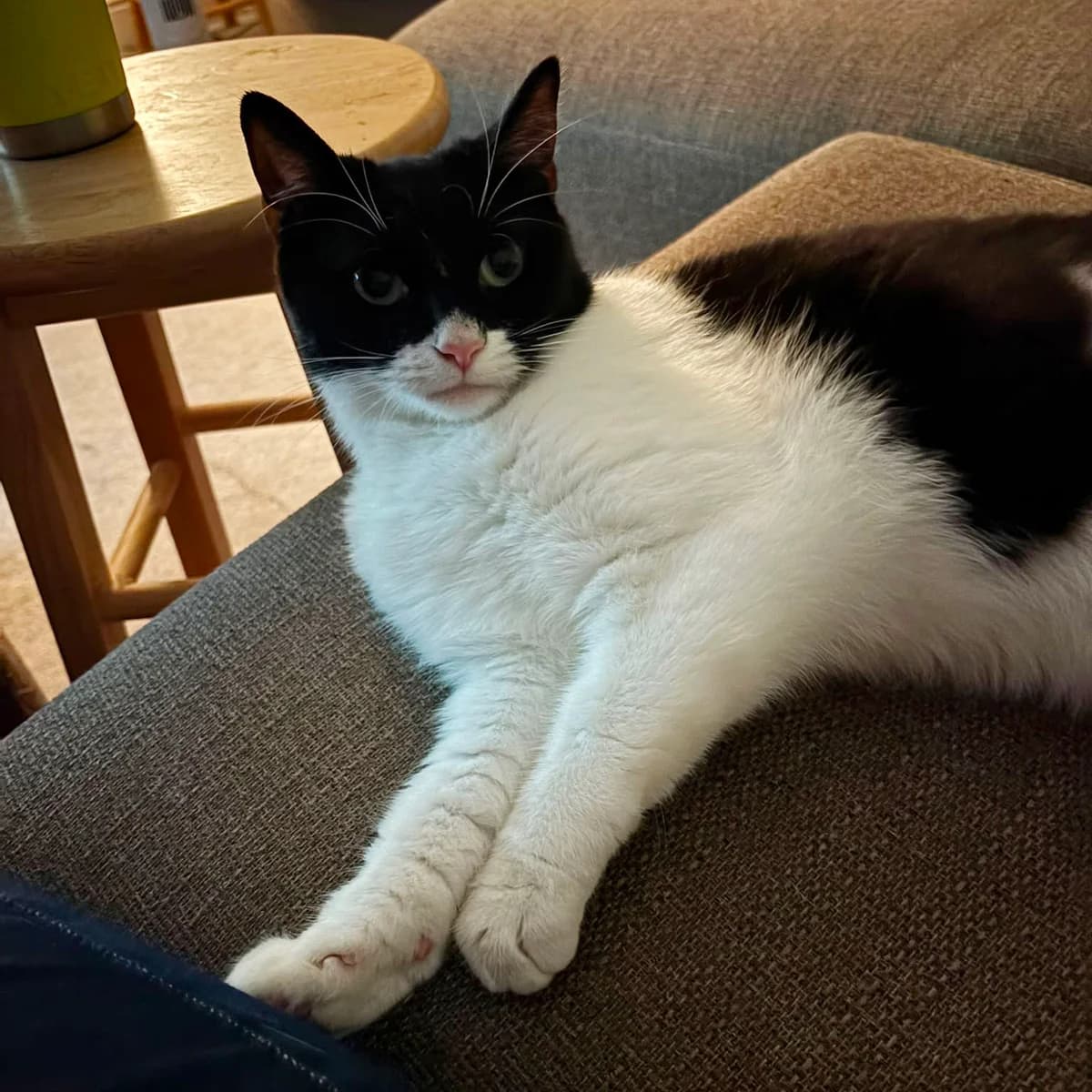 Dixie, female 4yo Mixed Breed for adoption at Catitude Cat Rescue