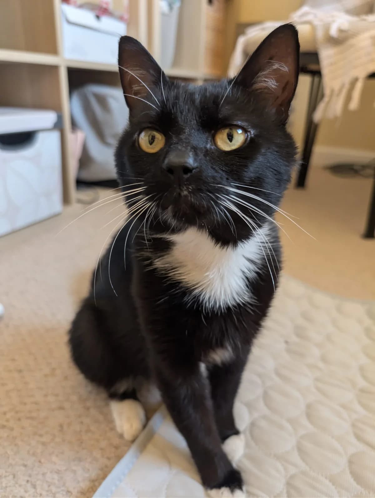 Freddy, male Mixed Breed for adoption at Catitude Cat Rescue