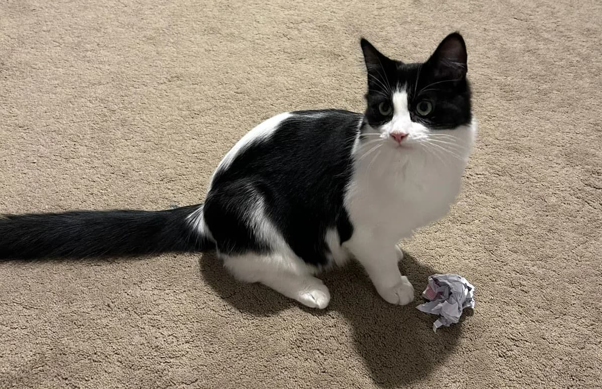 Gizmo, female Mixed Breed for adoption at Catitude Cat Rescue