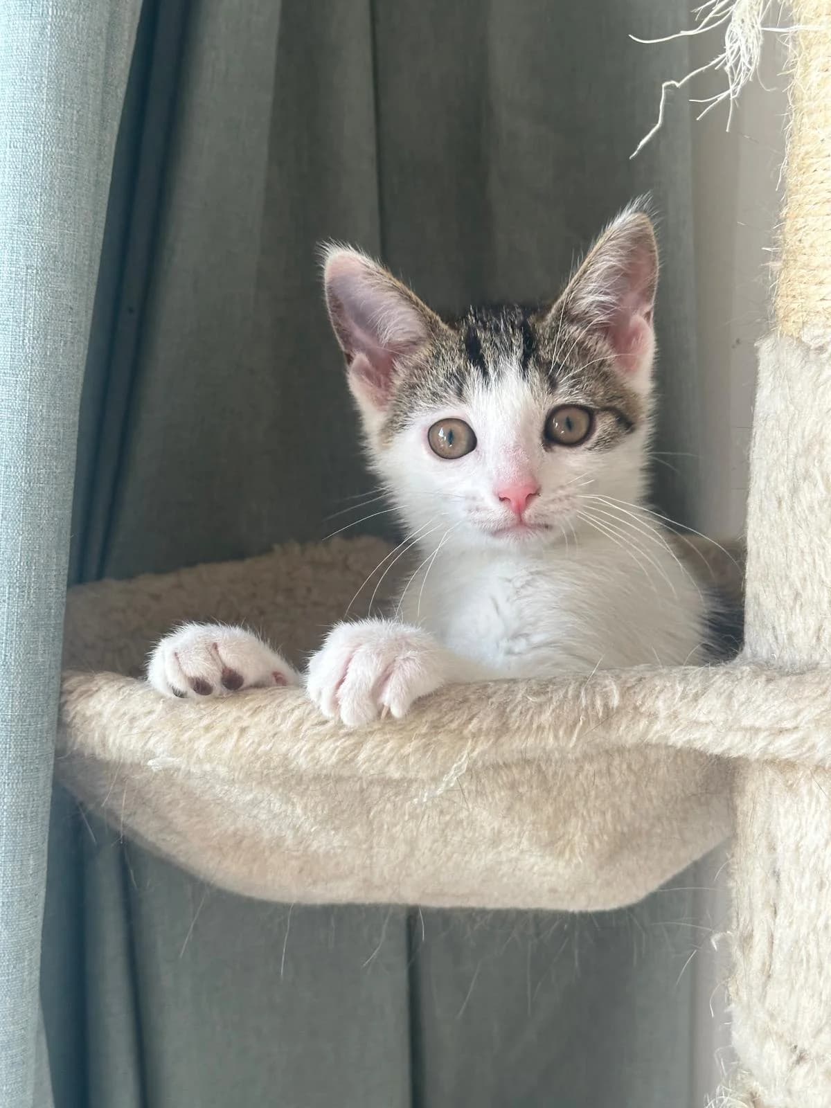 Ivy, male puppy Mixed Breed for adoption at Catitude Cat Rescue