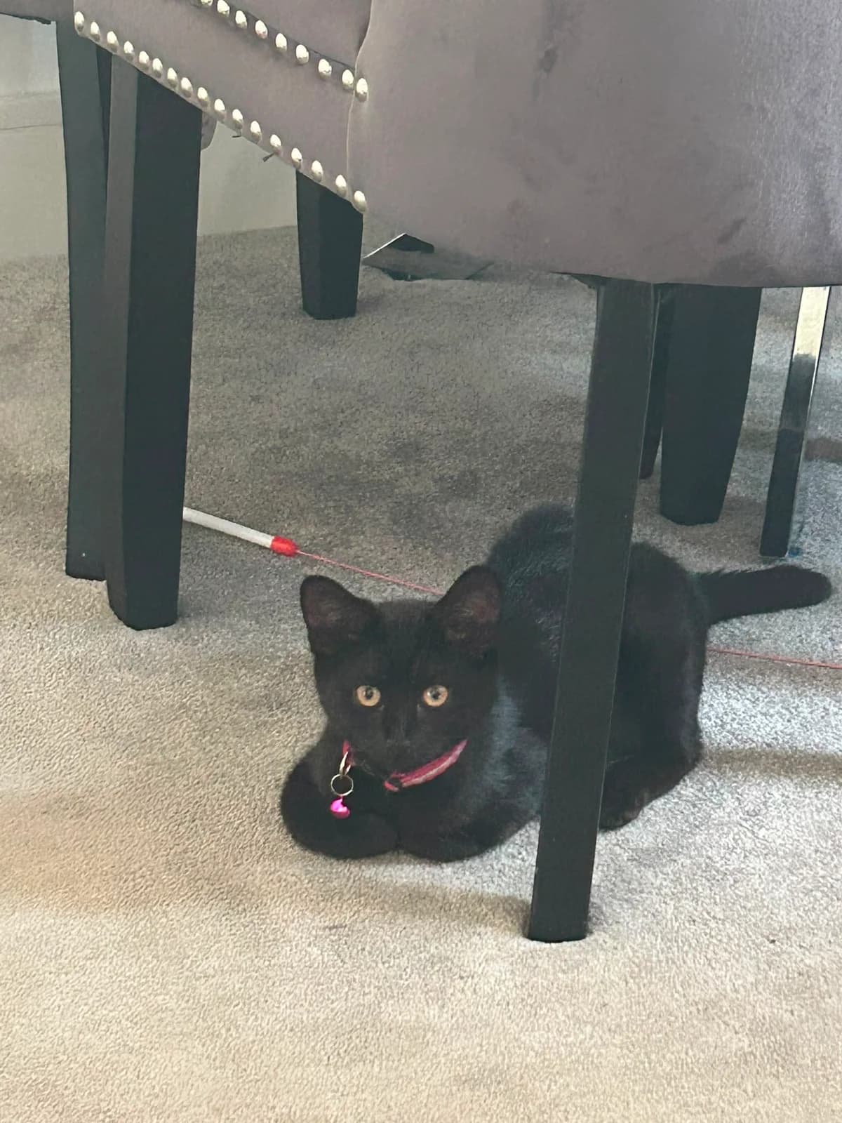 Versace, puppy Mixed Breed for adoption at Catitude Cat Rescue