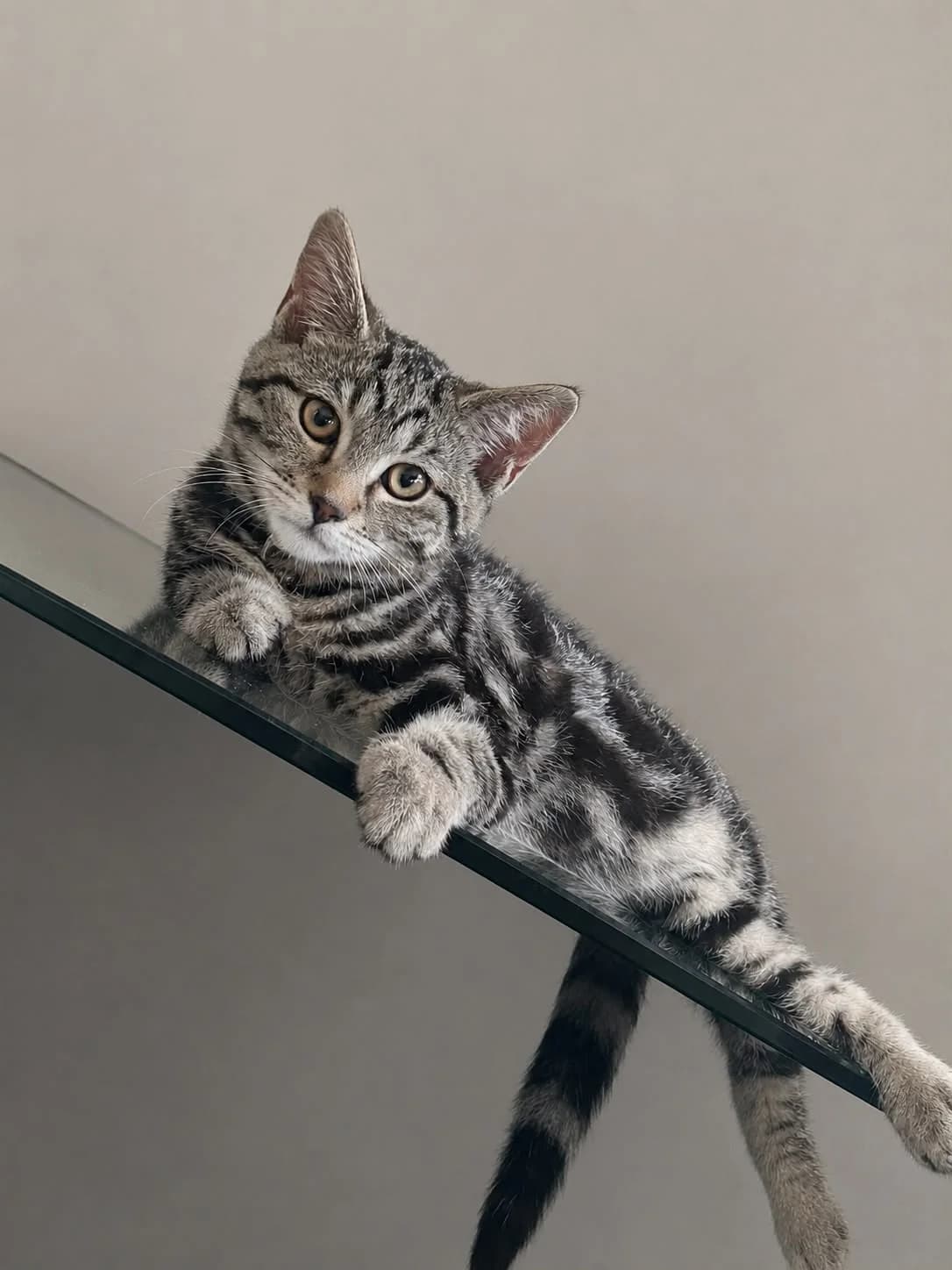 Gucci, puppy Mixed Breed for adoption at Catitude Cat Rescue