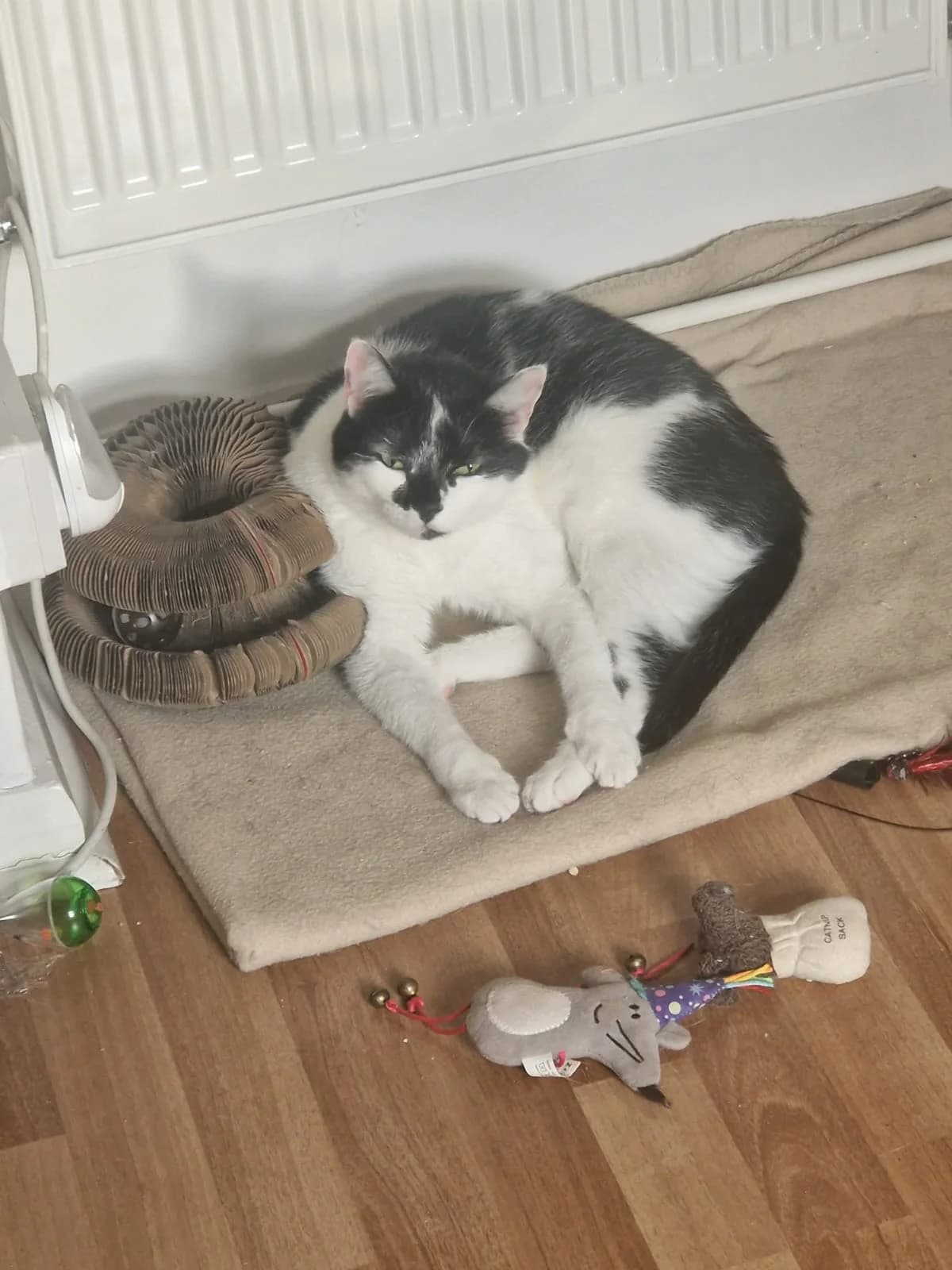 Leo, male 3yo Mixed Breed for adoption at Catitude Cat Rescue
