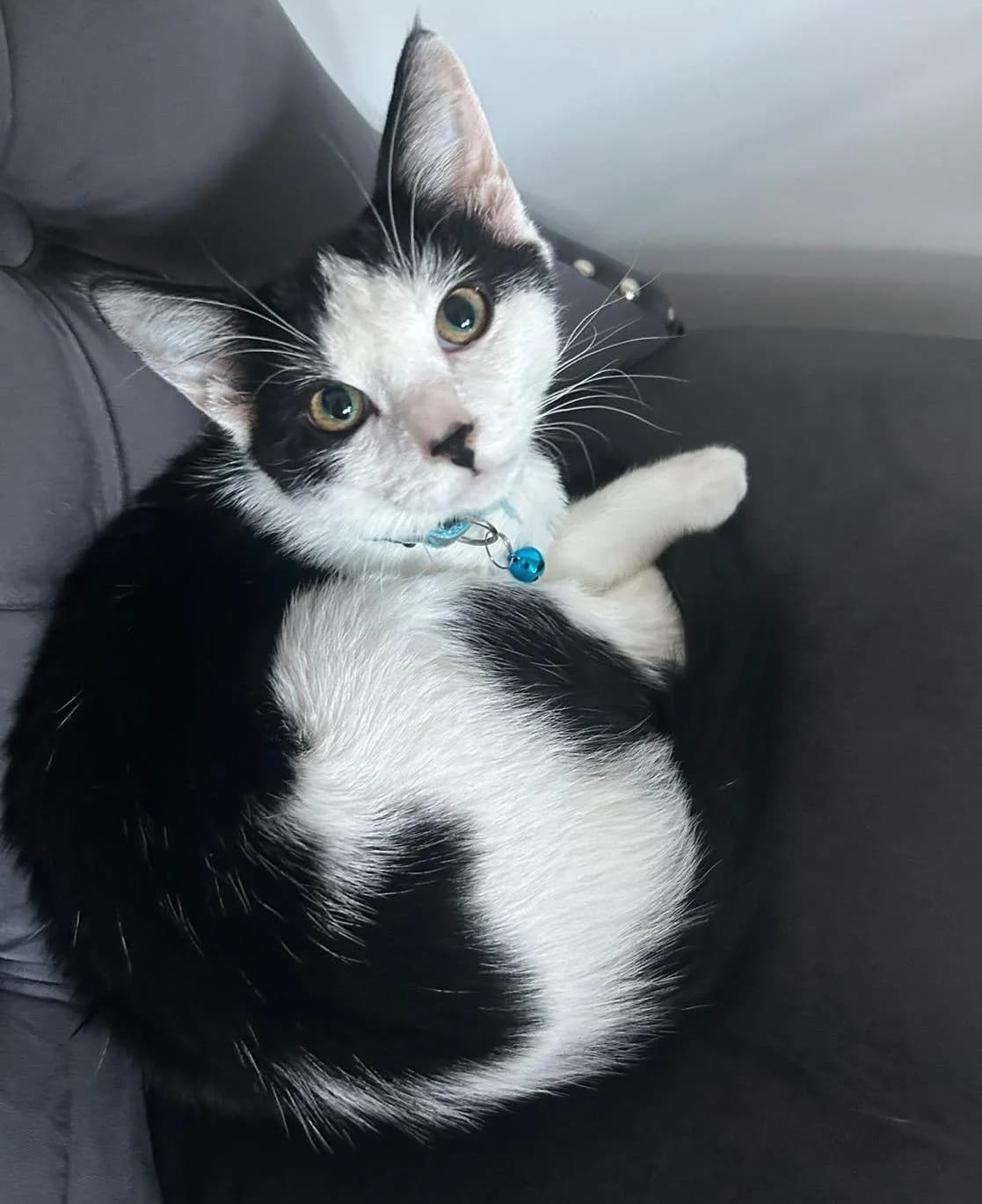 Nemo, puppy Mixed Breed for adoption at Catitude Cat Rescue