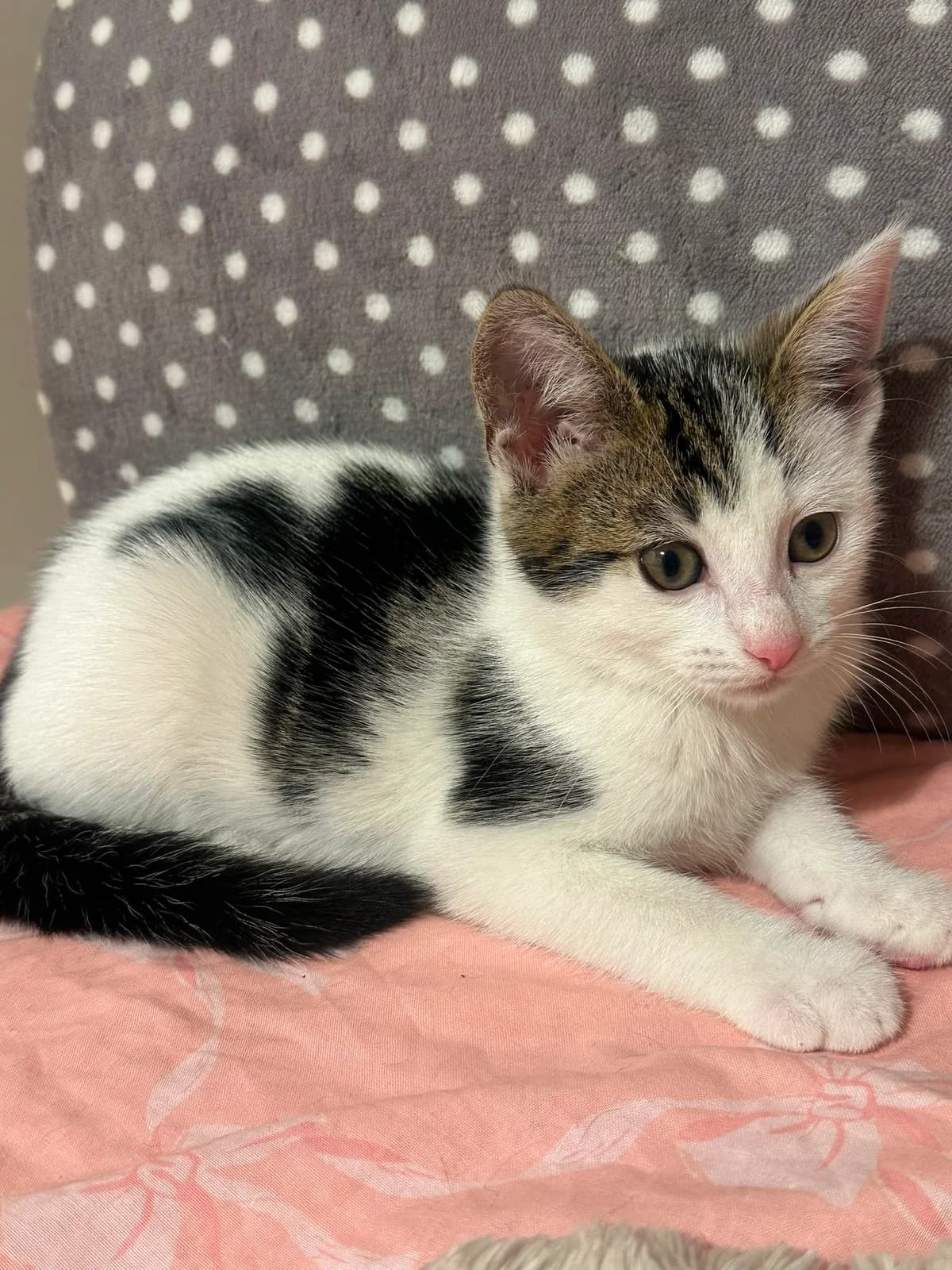 Oak, male puppy Mixed Breed for adoption at Catitude Cat Rescue