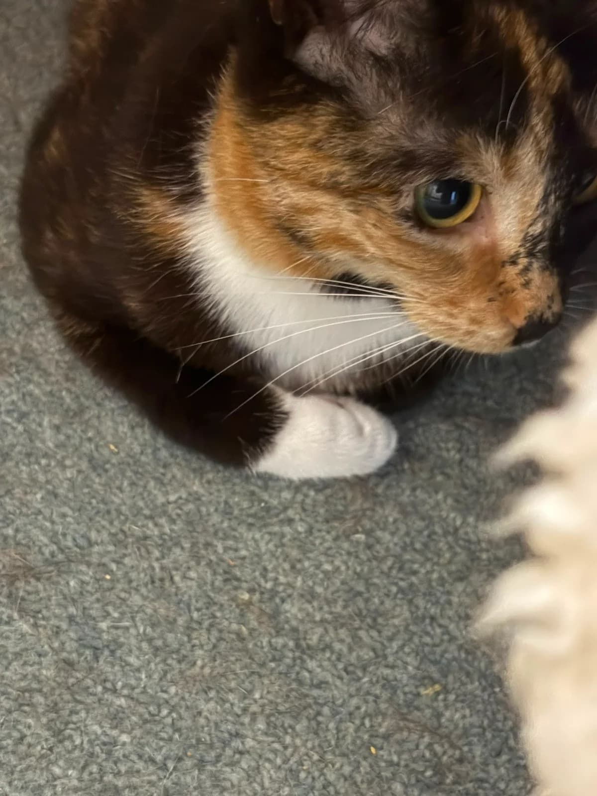 Olive, male 4yo Mixed Breed for adoption at Catitude Cat Rescue