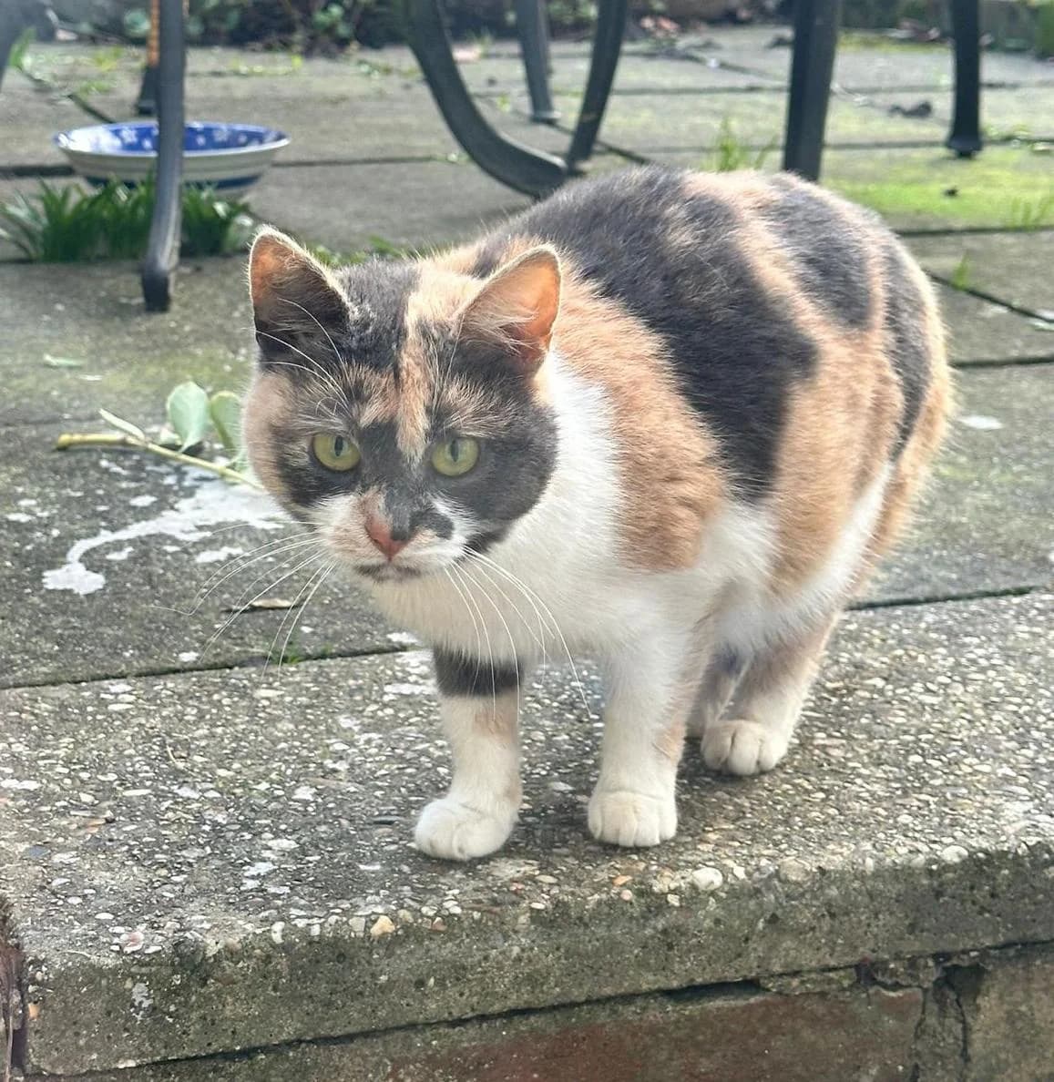 Ophelia, female Mixed Breed for adoption at Catitude Cat Rescue