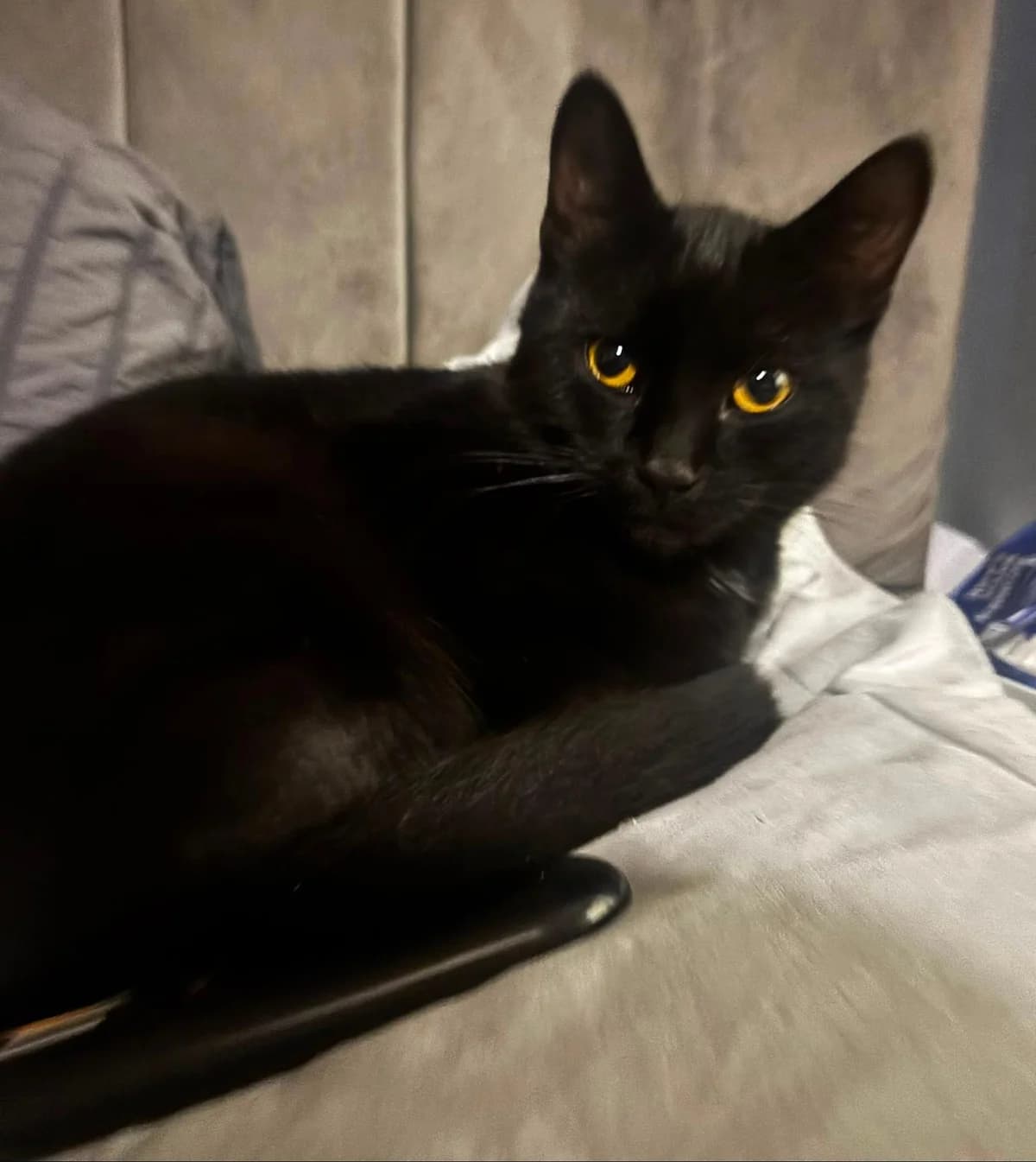 Ozzy, male Mixed Breed for adoption at Catitude Cat Rescue