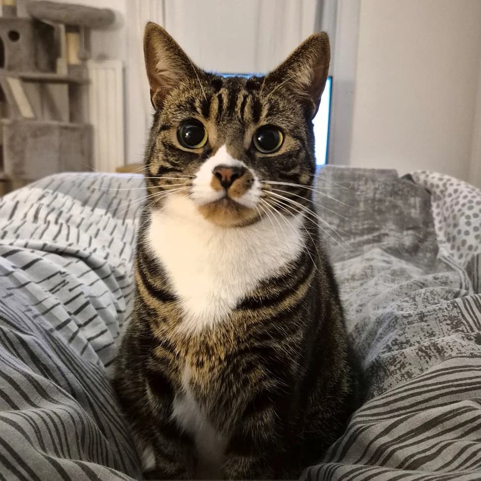 Penny, female 3yo Mixed Breed for adoption at Catitude Cat Rescue
