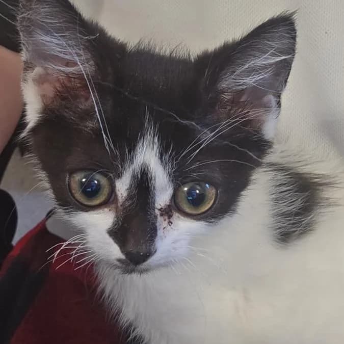 Roy, puppy Mixed Breed for adoption at Catitude Cat Rescue
