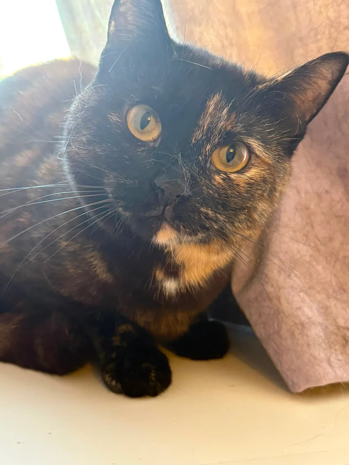 Sasha, male 4yo Mixed Breed for adoption at Catitude Cat Rescue
