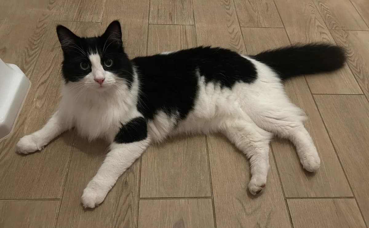 Socks, female Mixed Breed for adoption at Catitude Cat Rescue