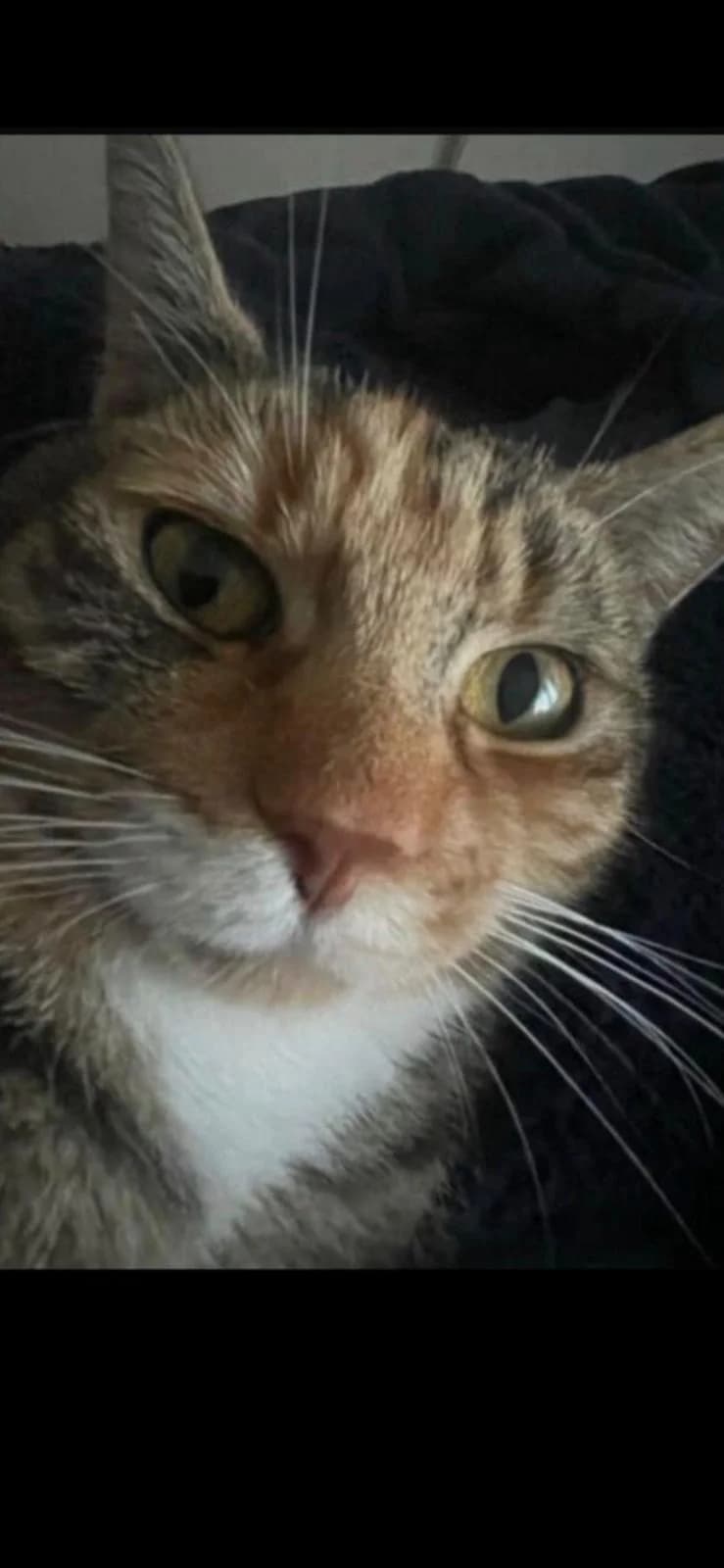 Stripey, female Mixed Breed for adoption at Catitude Cat Rescue