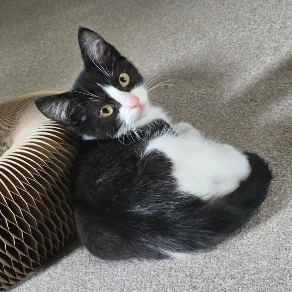 Trig, puppy Mixed Breed for adoption at Catitude Cat Rescue