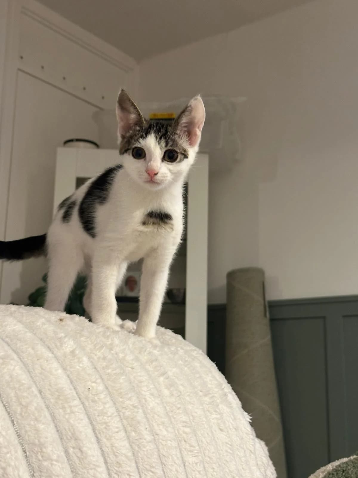 Willow, male puppy Mixed Breed for adoption at Catitude Cat Rescue