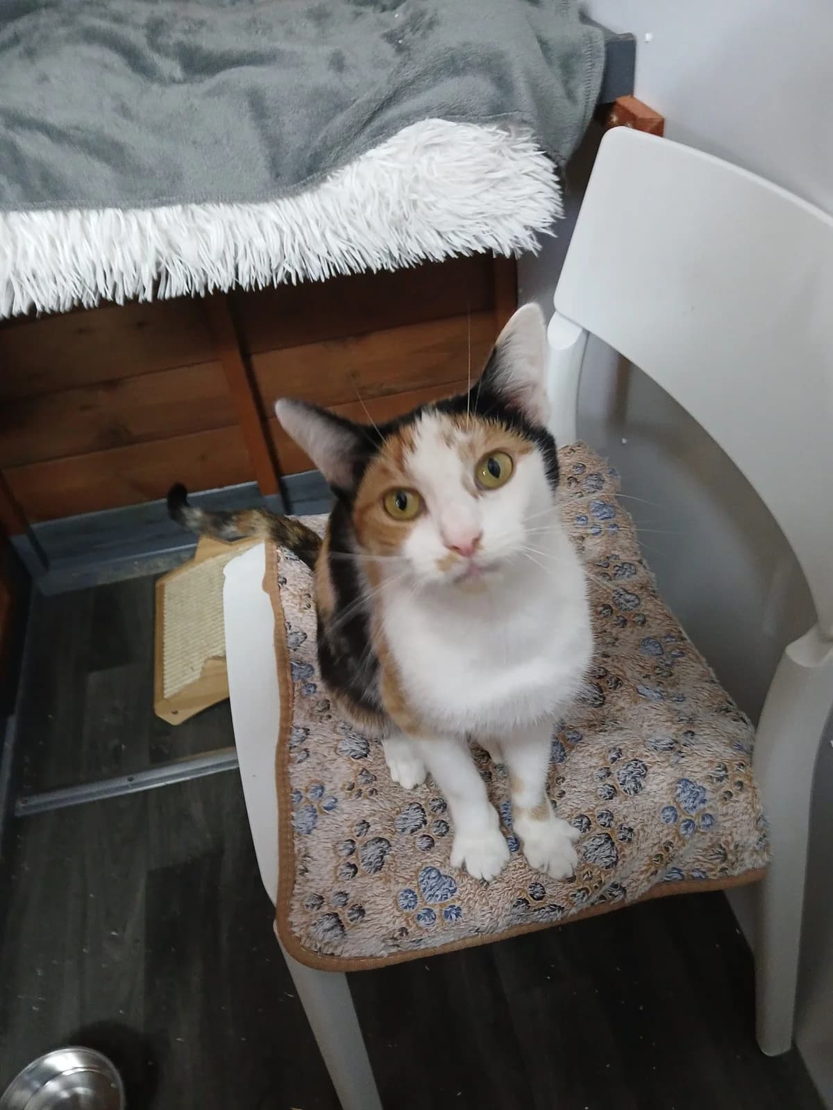 Lady, 3yo Mixed Breed for adoption at Cats in Distress