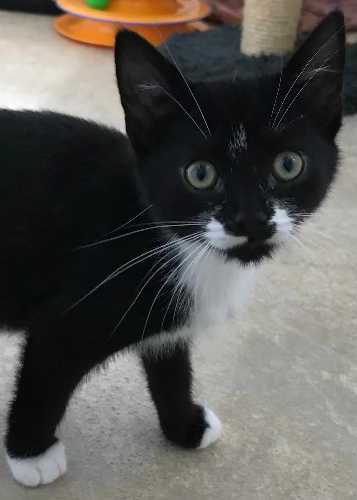 Missy, Mixed Breed for adoption at Cats in Distress