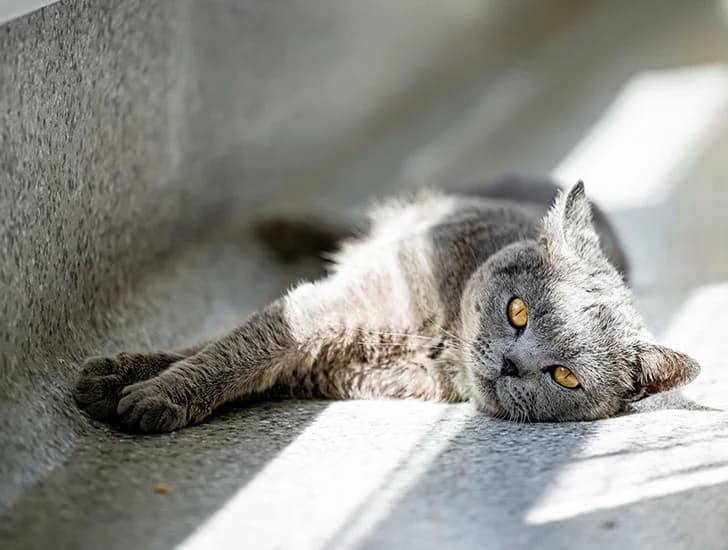 Getting a cat, Mixed Breed for adoption at Cats Protection, Haywards Heath