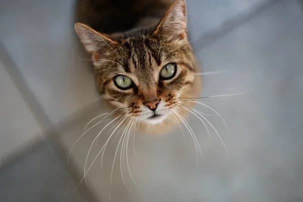 Preparing for a cat, female Mixed Breed for adoption at Cats Protection, Haywards Heath