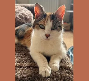 Charlie, male senior Mixed Breed for adoption at Cats Rescue Gloucestershire
