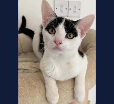 Trickle, female puppy Mixed Breed for adoption at Cats Rescue Gloucestershire