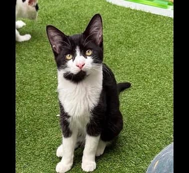 Tulip, male puppy Mixed Breed for adoption at Cats Rescue Gloucestershire