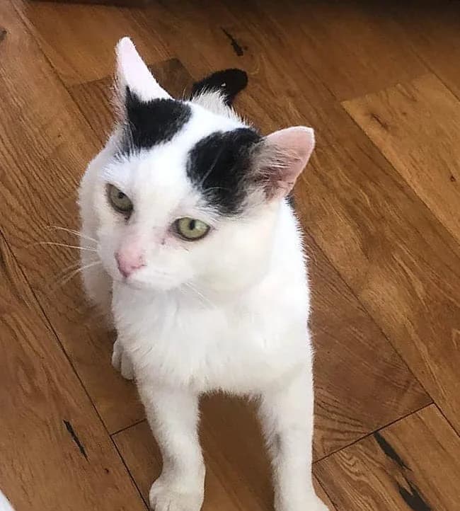 Patch, male senior Mixed Breed for adoption at The Cats Whiskers Rescue (East Herts)