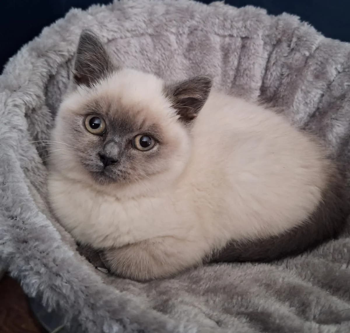 Lumi, female puppy Mixed Breed for adoption at The Cats Whiskers Rescue (East Herts)