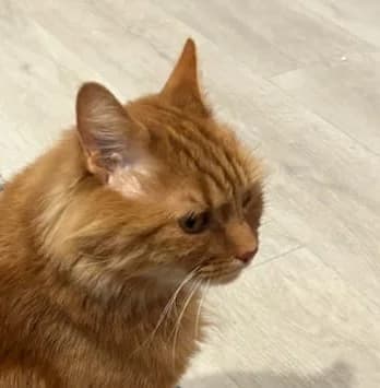 Robin, male 3yo Mixed Breed for adoption at The Cats Whiskers Rescue (East Herts)