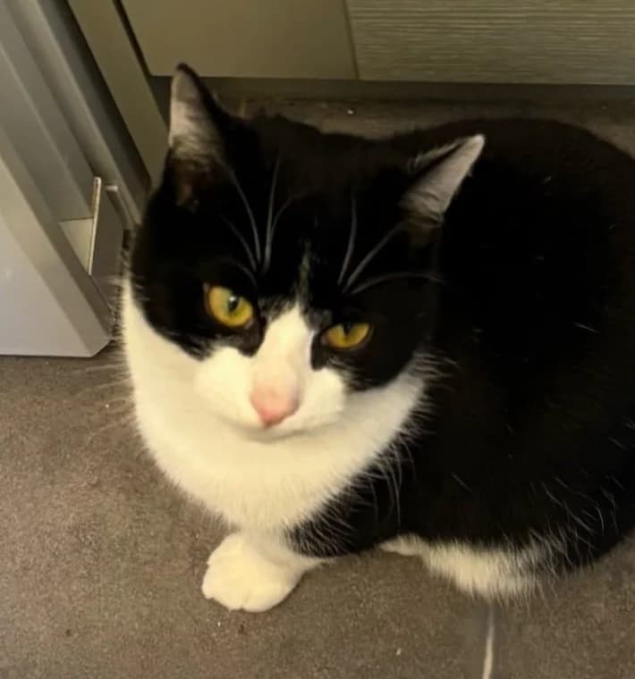 Batman, male puppy Mixed Breed for adoption at The Cats Whiskers Rescue (East Herts)