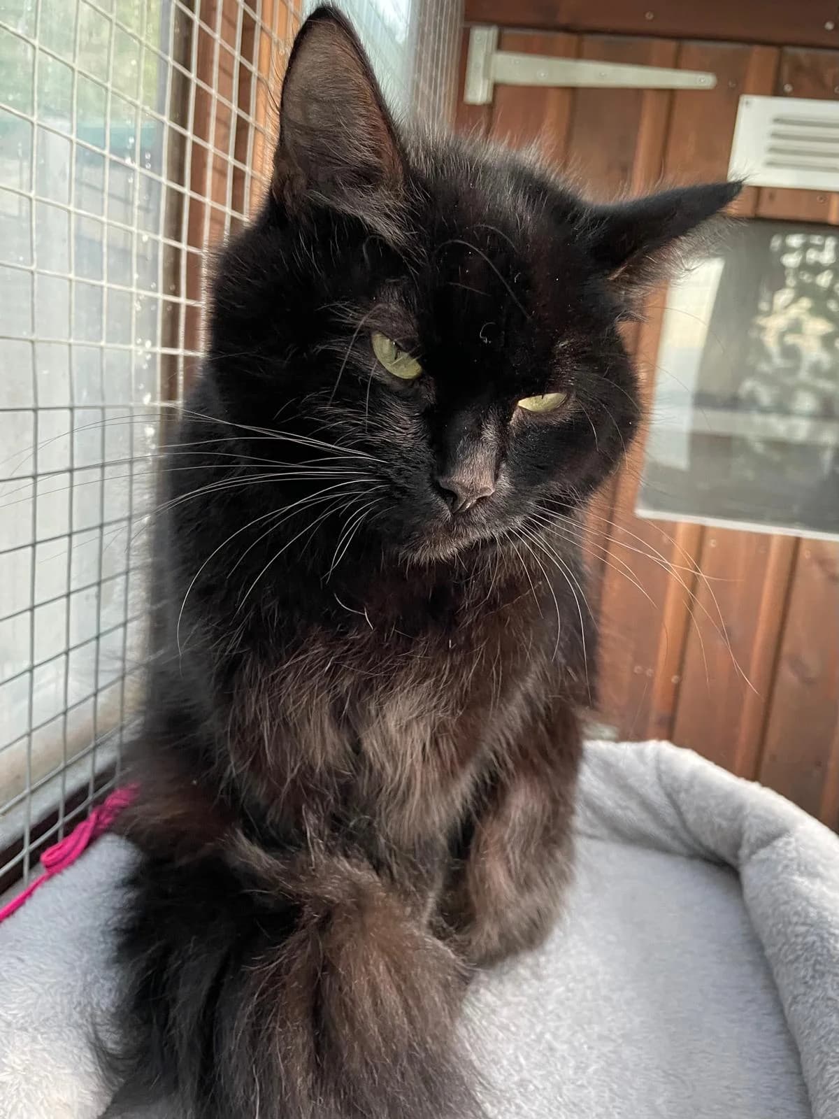 Laia, female 3yo Mixed Breed for adoption at The Cats Whiskers Rescue (East Herts)