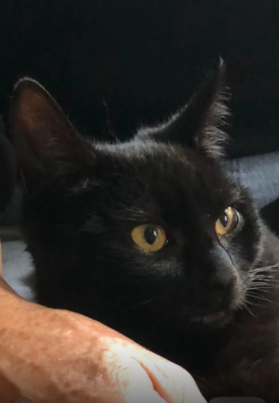 Midnight, female puppy Mixed Breed for adoption at The Cats Whiskers Rescue (East Herts)