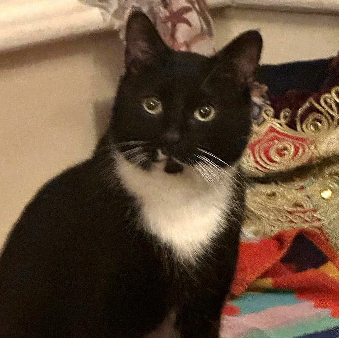 Charlie, male 4yo Mixed Breed for adoption at The Cats Whiskers Rescue (East Herts)