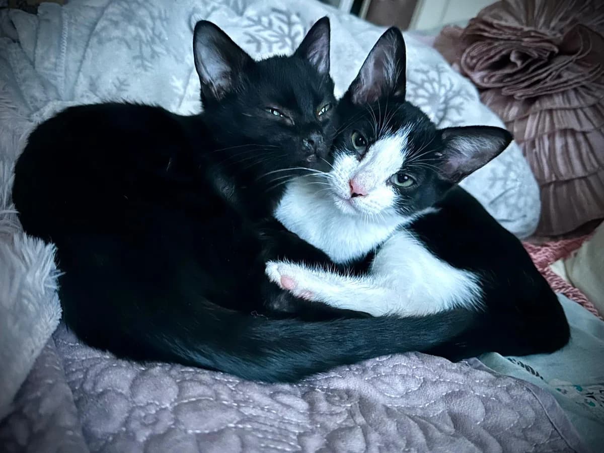 Pepe and Marcel, male Mixed Breed for adoption at The Cats Whiskers Rescue (East Herts)