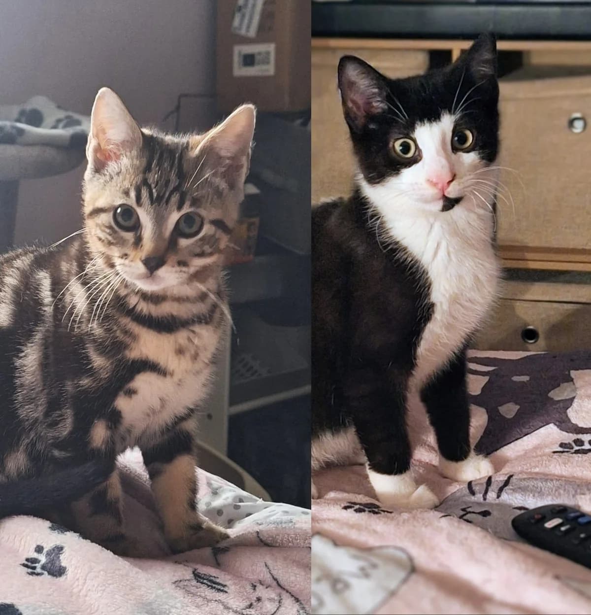 Dexter and Domino, male puppy Mixed Breed for adoption at The Cats Whiskers Rescue (East Herts)